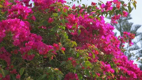 Video of flowers in the garden in 4k Stock Footage 80665337