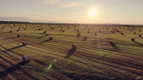 Video from a flying drone, fields with ripe cereals and haystacks.Aerial drone Stockbeeldmateriaal 145809333