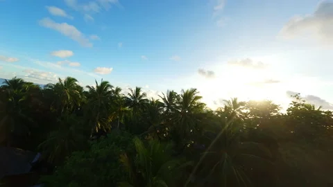 Video of flying through palm trees. Fpv drone video. Stock Footage 238858406