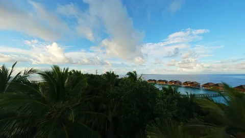 Video of flying through palm trees. Fpv drone video. Video stock 238858675