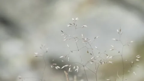 Video focused on grass 4K Vídeos de archivo 263312852