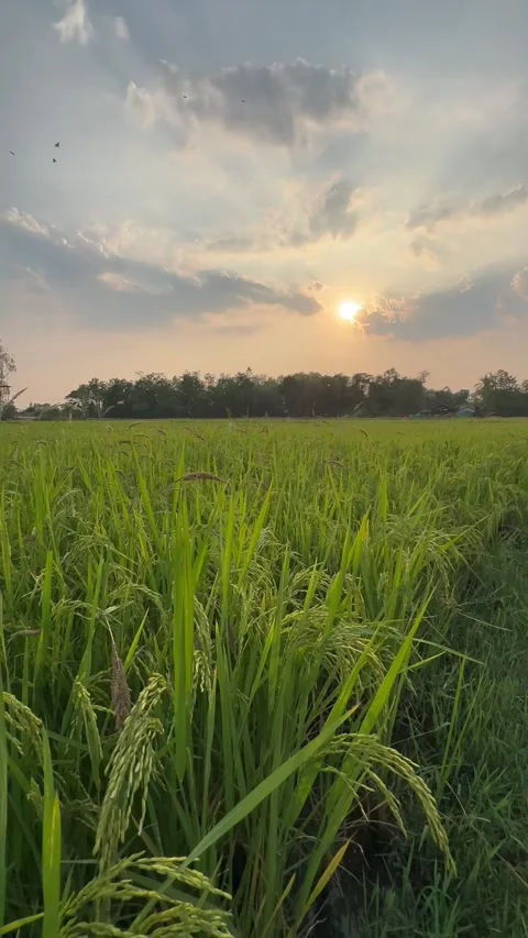 Video footage of beautiful rice fields as the sun is about to set. Stock Footage 336231130