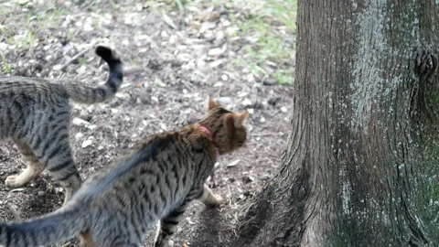 Video footage of brown cat Stock Footage 150147533