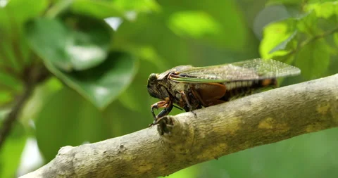 Video footage of the cicadas buzzing hard. Video stock 150109901