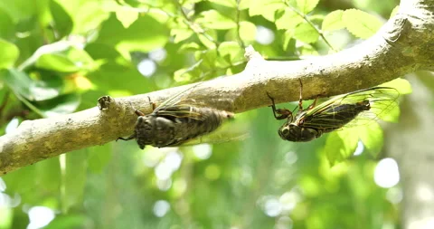 Video footage of the cicadas buzzing hard. Stock Footage