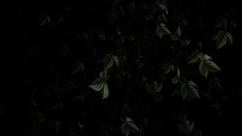 Video footage of falling green leaf particle effects Stock Footage 339305330