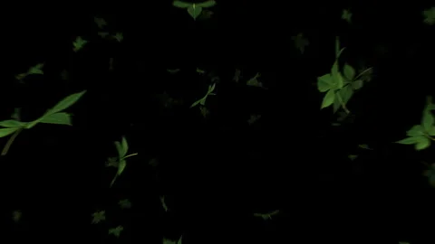 Video footage of falling green leaf particle effects Stock Footage 339305415
