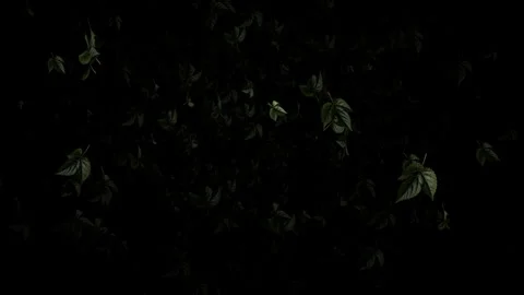 Video footage of falling green leaf particle effects Stock Footage 339321704