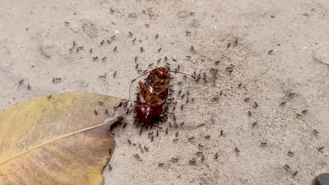 Video footage of a group of tiny black ants dragging a dead cockroach Stockbeeldmateriaal 187434404