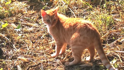 Video footage of orange cat that capturing a butterfly Stock Footage 129571959