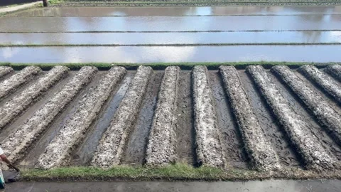 Video footage of rice fields in the process of being prepared for planting rice Stock Footage 328916525