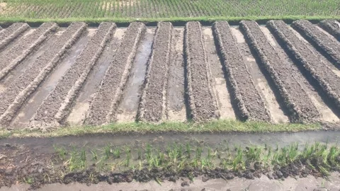 Video footage of rice fields in the process of being prepared for planting rice Stock Footage 328916536