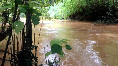 Video footage of River environment and Jungle environment Stock Footage 220169840