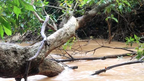 Video footage of River environment and Jungle environment Stock Footage 220170213