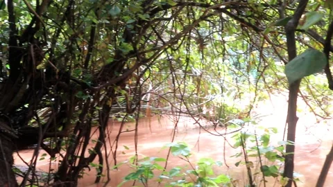 Video footage of River environment and Jungle environment Stock Footage 220170309