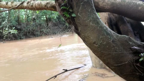 Video footage of River environment and Jungle environment Stock Footage 220170318