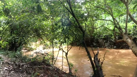 Video footage of River environment and Jungle environment Stock Footage 220170568