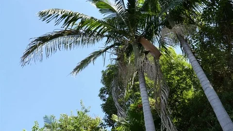 Video of forest in 4K Stock Footage 78647806