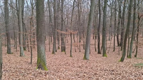 Video of the forest in December. Video from Romania Stock Footage 325075375