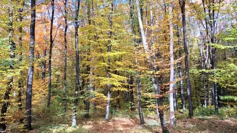 Video from the forest during an October day. In Maramures county, Romania Stock Footage 319903613