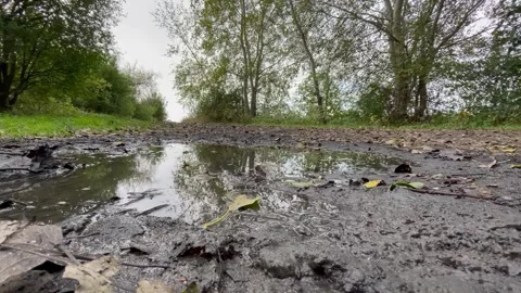 Video forest puddle road Stock Footage 252354468