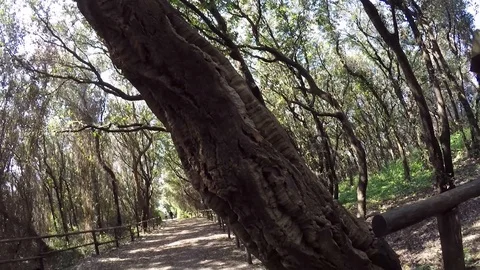 Video of a Forest in sunny day Stock Footage 86100963