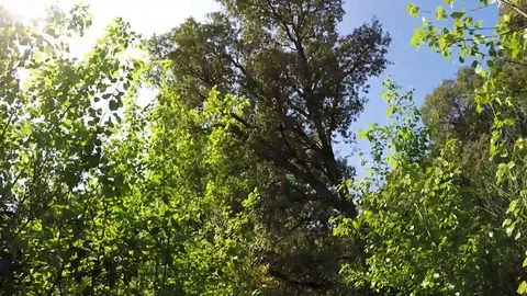 Video of a Forest in sunny day Stock Footage 86100983