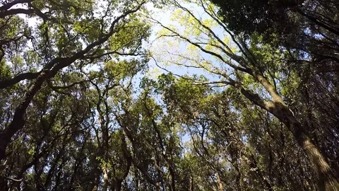 Video of a Forest in sunny day Video stock 86100993