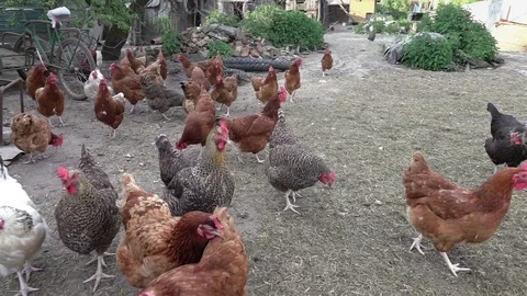 Video of free range chickens in real slow motion Stock Footage 82473057