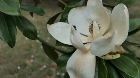 Video of gently moving large white flower of Sweetbay Magnolia Stock Footage 338415413