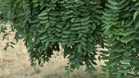Video of gently shaking vertically hanging leaves of Japanese Pagoda Tree Stock Footage 338415456