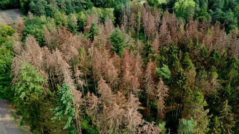 Video of the German forest dieback from a bird's eye view Stock Footage 201859463