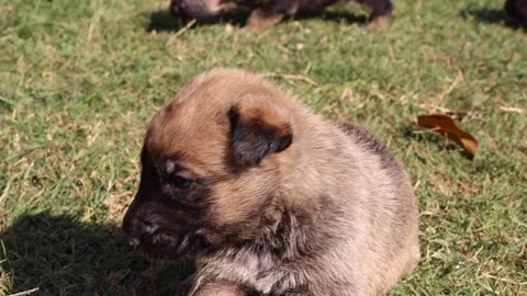 Video of German shepherd puppy Stock Footage 156890733