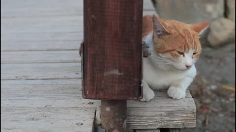 Video ginger white cat with green eyes sits and looks at the camera Vídeos de archivo 170837868