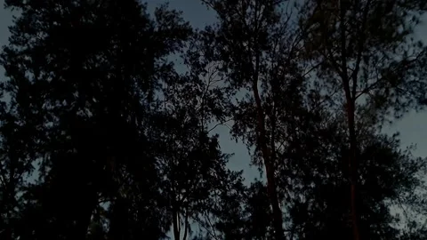 A video glimpse of the night sky framed by the towering trees of a dark, de.. Stock Footage 335649051