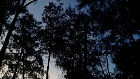 A video glimpse of the night sky framed by the towering trees of a dark, de.. Stock Footage 335649071
