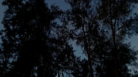 A video glimpse of the night sky framed by the towering trees of a dark, de.. Stock Footage 335649074