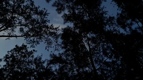 A video glimpse of the night sky framed by the towering trees of a dark, de.. Stock Footage 335649079
