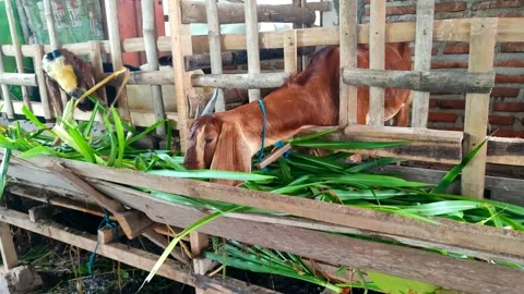 VIDeo goats eat grass Stock Footage 234063708