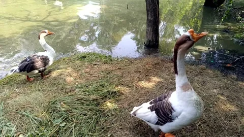 A video of goose duck with selective focus Stock Footage 346603490