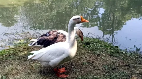 A video of goose duck with selective focus Stock Footage 346603491