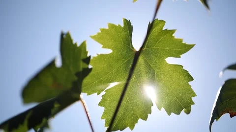 A video of grape leaf filmed against the sun. Windy day in late September. Grape Stock-Footage 221720162