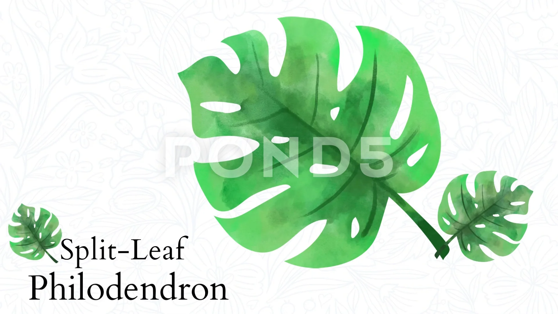 split leaf philodendron clipart