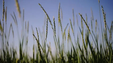 Video of grass bowing Stock Footage 172245379
