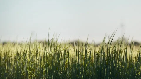 Video of grass field moving with the wind Stock Footage 286103222