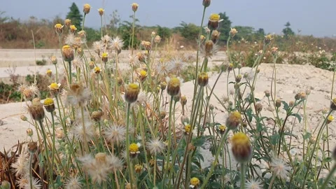Video of grass flowers on the side of the road Stock Footage 254362918