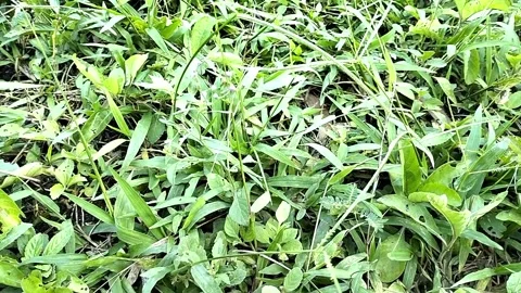Video of grass, green color. Stock Footage 242096990