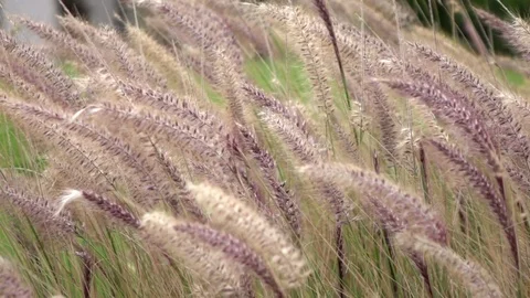 Video of grass swinging on the wind in real slow motion Stock Footage 83622692