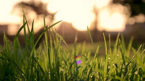 Video of grass with water spray Stock Footage 281484152