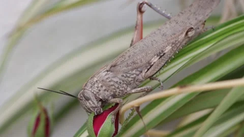 Video of a grasshopper (Caelifera) devouring a rose bud in a rosebush Stock Footage 219576924